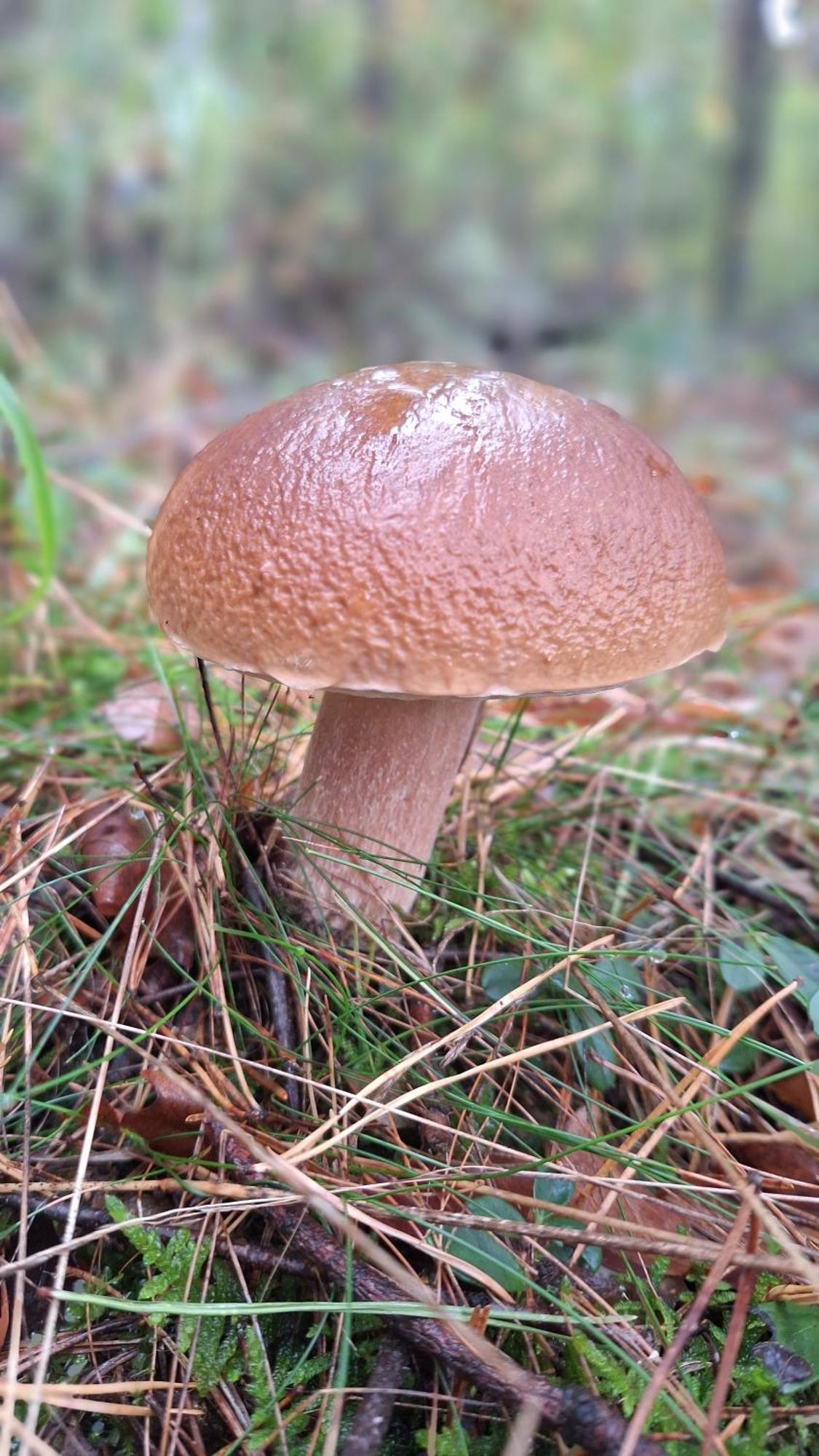 Dom Wakacyjny Kuszewo Czaplinek Esterno foto